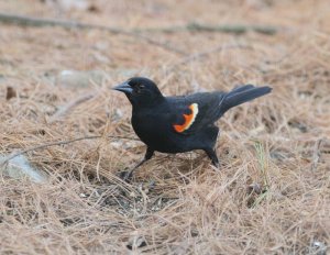 Red-winged Backbird