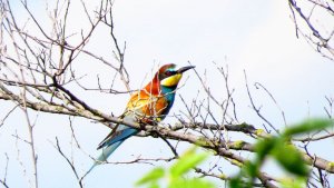 Bee-eater