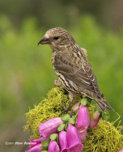 Red Crossbill