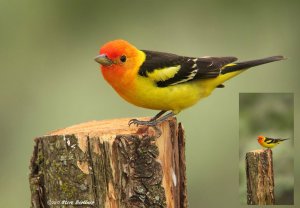 Western Tanager reduced size with inset image