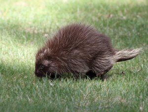 Baby Porcupine