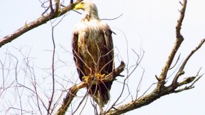 White-tailed Eagle