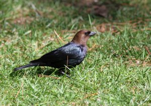 Brown-headed Cowbird