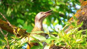 Green Woodpecker (juvenile)