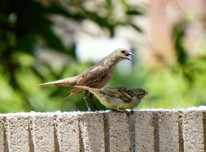 Juvie Cowbird + House Sparrow