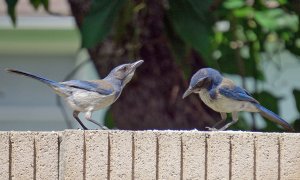 California Scrub-Jays