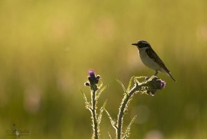 Whinchat