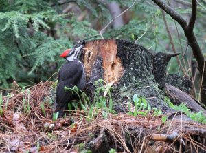 Pileated Woodpecker   (female)