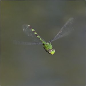 Great Pondhawk (male)