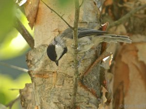 Carolina Chickadee