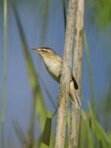 Sedge Warbler