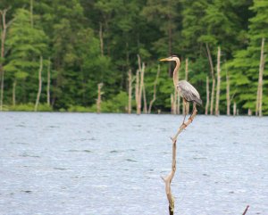 Perched blue heron