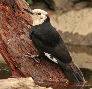 White-headed Woodpecker