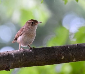 House Wren in front of the house.