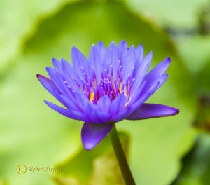Water Lily Time