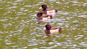 Tufted Ducks