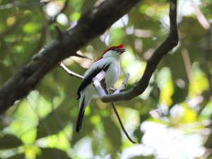 Araripe Manakin