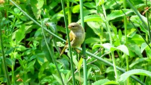 Icterine Warbler