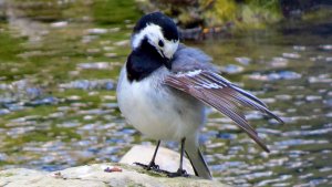 White Wagtail