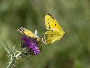 Clouded Yellows