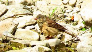 Ortolan Bunting