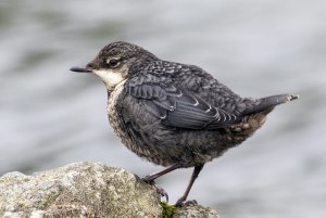 Dipper