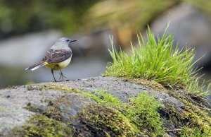 Grey Wagtail