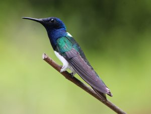 White - necked Jacobin (male)