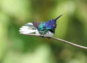 White - necked Jacobin (male)