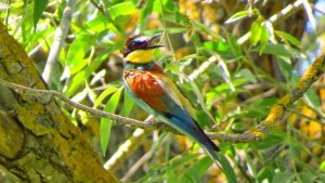 Bee-eater