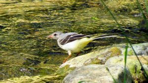 Grey Wagtail (juvenile)