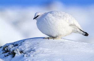 Ptarmigan