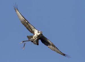 Osprey