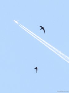 Swifts