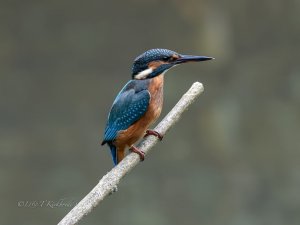 kingfisher