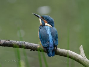 kingfisher