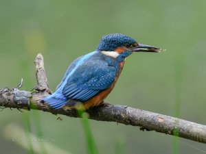 kingfisher