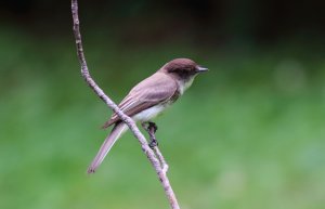 Eastern Phoebe, immature