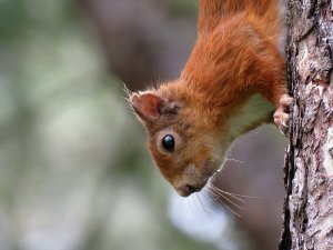 red squirrel