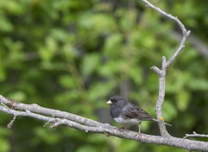 Dark-eyed Junco