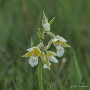 Marsh Helleborine - Epipactis palustris v albiflora