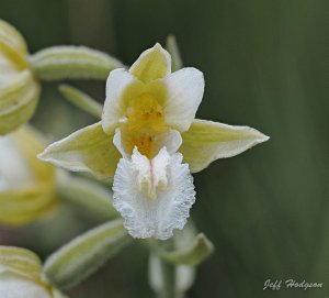 Marsh Helleborine - Epipactis palustris v albiflora