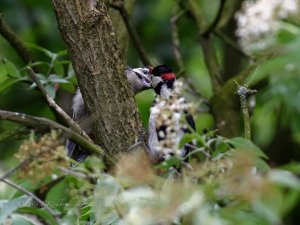 Woodpecker feeding youngster , sorry for poor quality