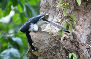 Hornbill feeding to female