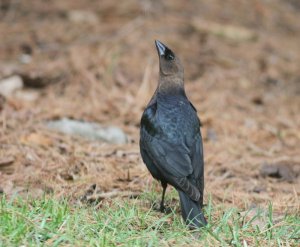 Brown-headed Cowbird