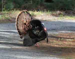 Wild Turkey