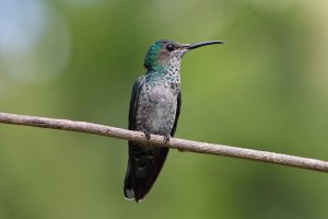 White - necked Jacobin (female)