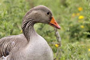 Graylag Goose