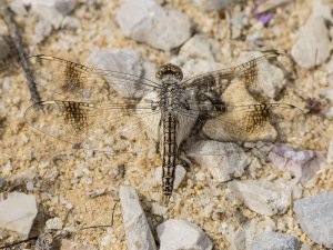 Banded Groundling, Male