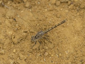 Banded Groundling, Female